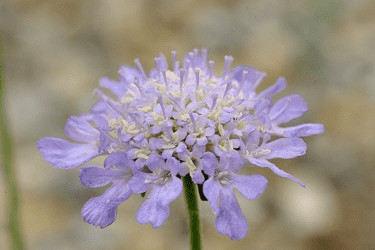 Des images de diff�rentes plantes